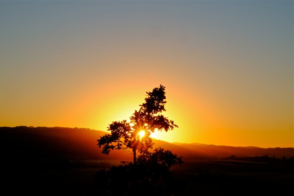 Yellow sun setting over low mountain ridges behind silhouetted oak tree