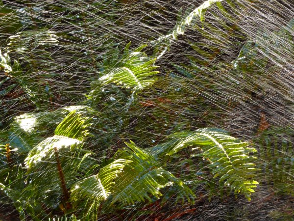 Water from sprinkler splashing on green ferns