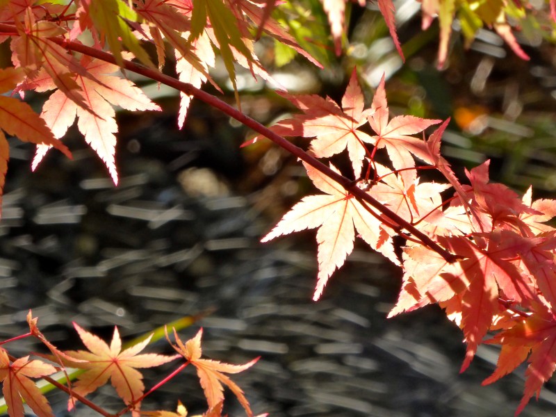 Pink Japanese maple leaves against a dark background