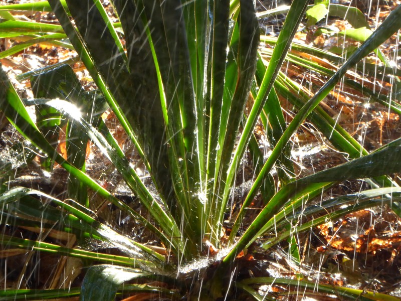 sunlight and water splashing around yucca plant