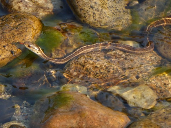 Small tan-striped snake with red tongue in shallow river with many rocks