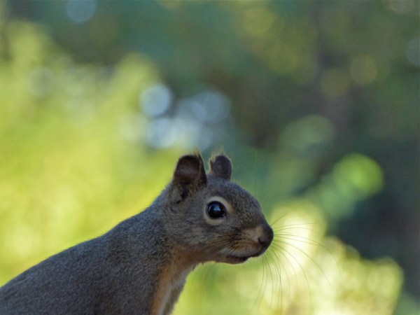 Head and back of douglas squirrel against sunlit green background