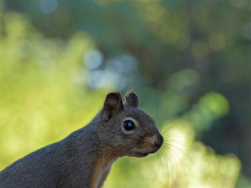 Head and back of douglas squirrel against sunlit green background