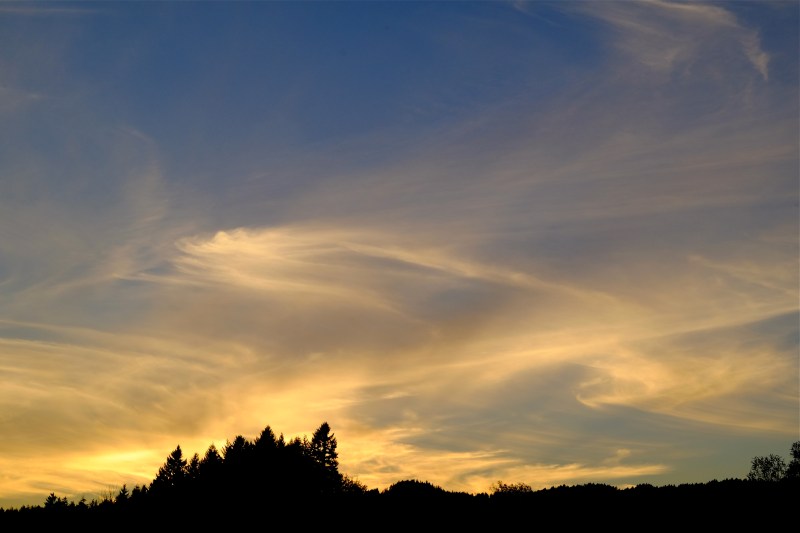 Fir trees silhouetted against bright, gauzy clouds in western sky