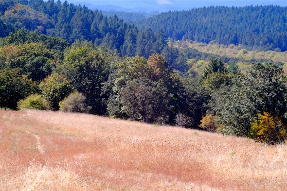 Tan field of dried grasses in foreground with forest of broad-leaved and fir trees in background