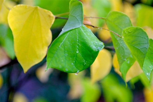 Curled green and yellow leaves on redbud tree