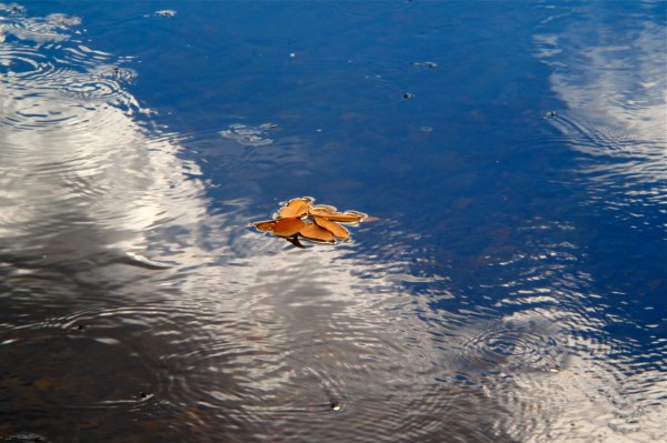 Yellow Leaves floating on water in reflections of blue sky and white clouds