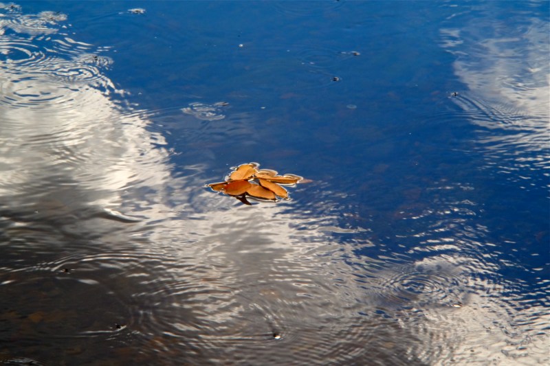 Yellow Leaves floating on water in reflections of blue sky and white clouds