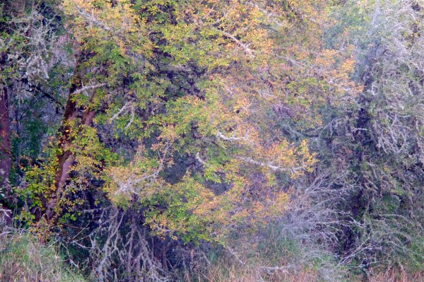 green and yellow leaves and many tangled bare branches on edge of woods