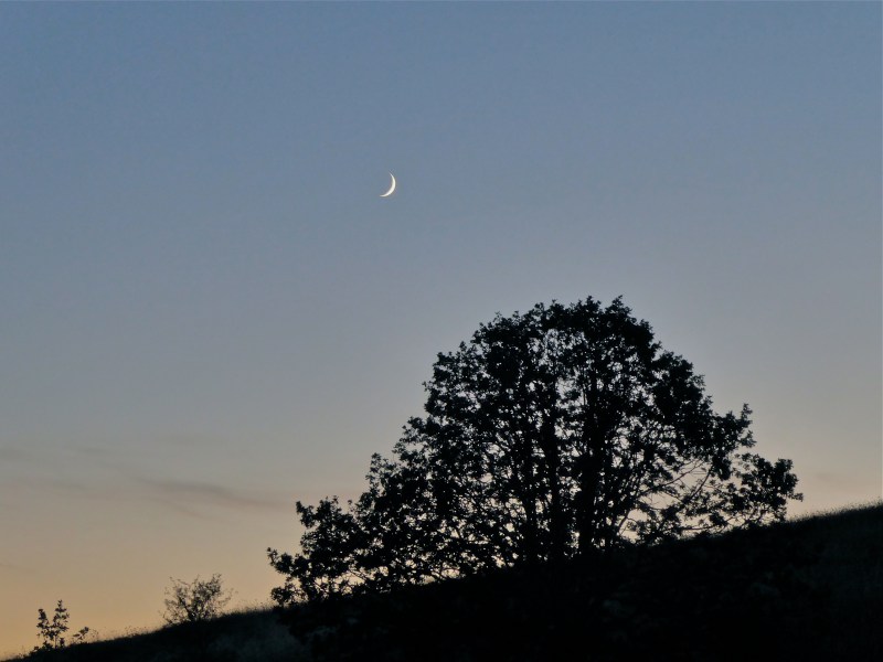 Crescent moon setting over silhouetted oak tree on sloping hillside
