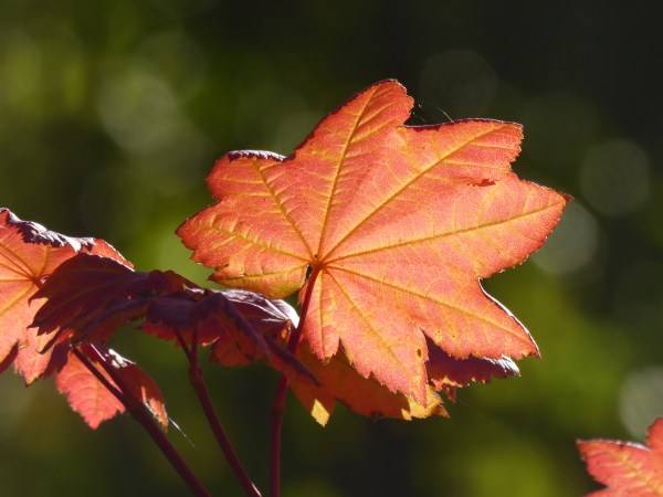 Backlit red maple leaf against green background
