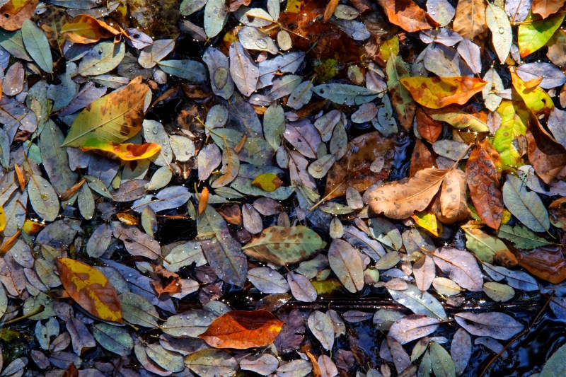 Colorful autumn leaves floating in small creek