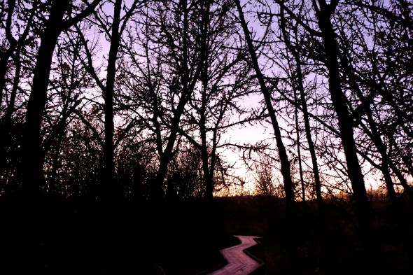 Boardwalk leading into marsh forest of bare trees with lavender sky at dusk