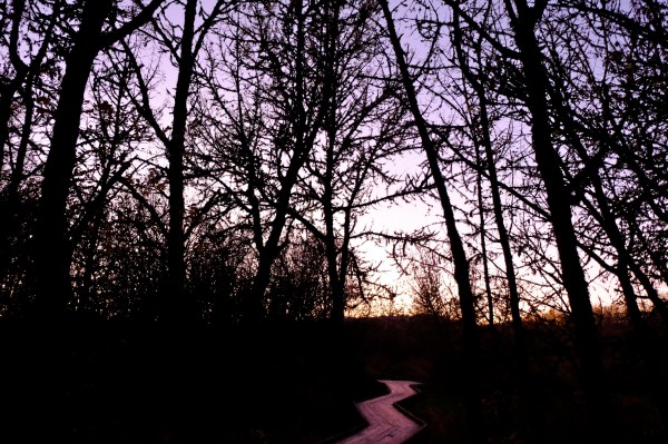Boardwalk leading into marsh forest of bare trees with lavender sky at dusk