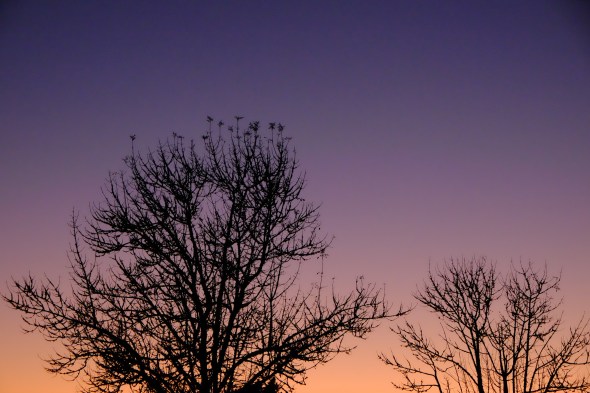 dscf8462-baretreesilhouettes-jfwetlands-corvallisor-10oct2016