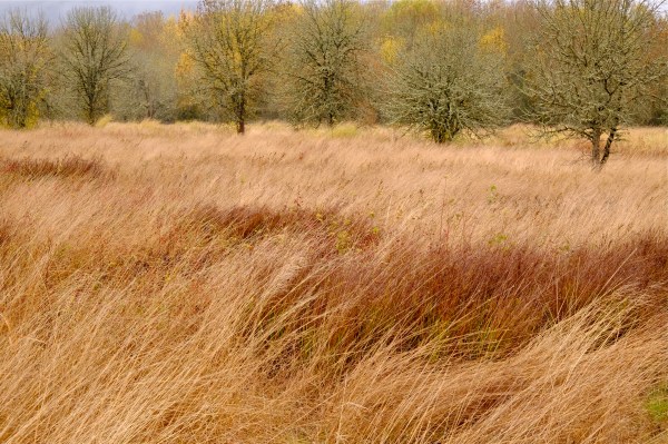 Tawny field of grass with bare trees in background