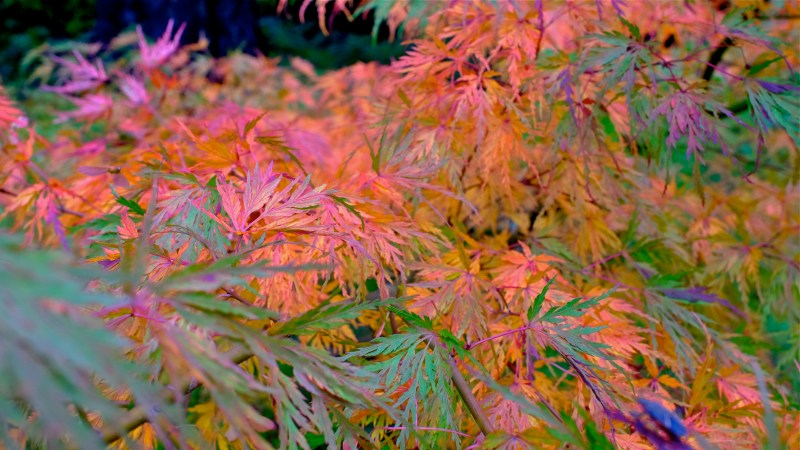 Close-up of red, orange, yellow, green and purple laciniated Japanese maple leaves