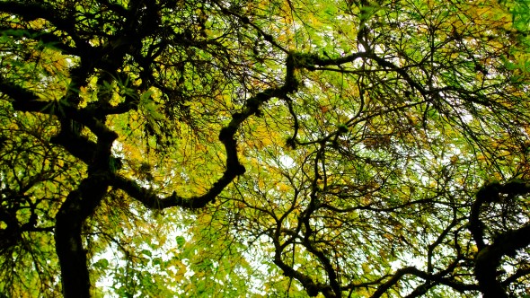 View looking skyward from beneath Japanese maple with gnarled branches and green and yellow leaves