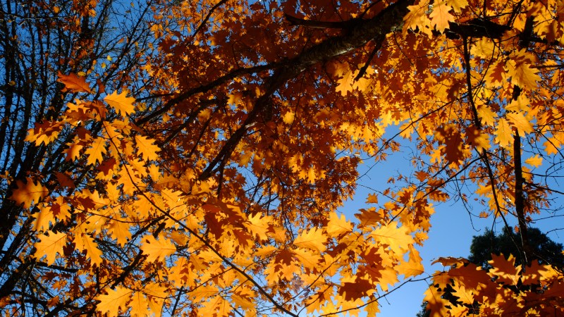 Many orange oak leaves and branches viewed from below against a clear blue sky