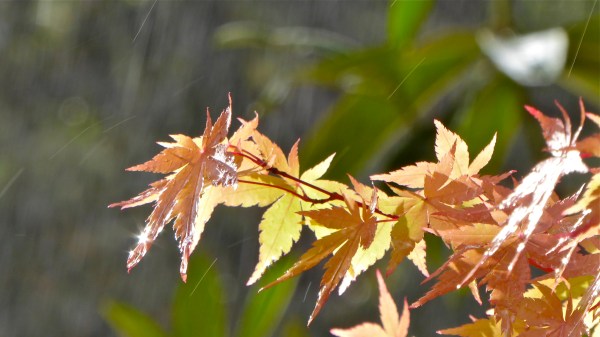 Sun sparkling on wet orange and yellow maples leaves in falling rain