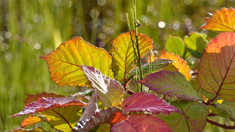 Backlit red and green blackberry leaves