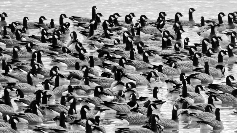 Flock of several dozen black-and-white Canada geese floating in pond
