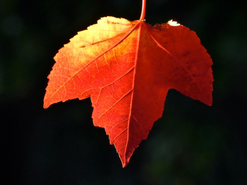 Red maple leaf in front of black background