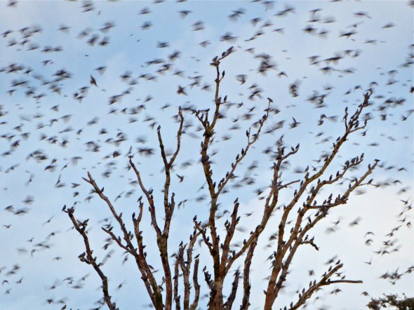 Large, bare tree full of small birds with dozens of others flying past in a blur