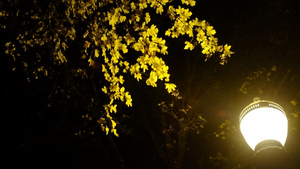 Yellow maple leaves at night brightly lit by a streetlight