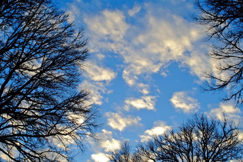 Brightly lit, puffy white clouds and many bare branches in blue sky
