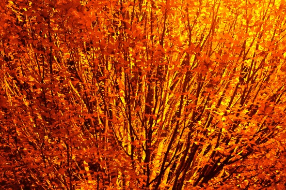 Shrubby tree with hundreds of orange leaves on black branches at night