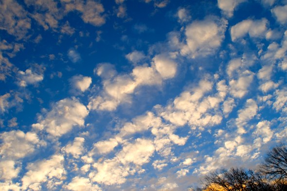 Many white, puffs of clouds in a blue sky with bare branches bisible at lower right