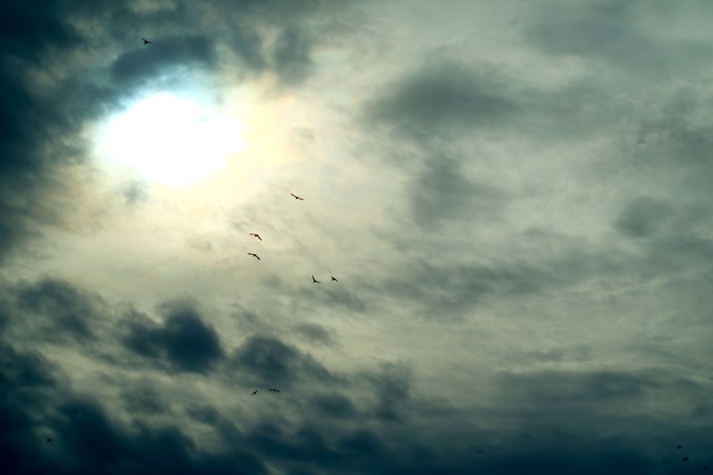 Grey, threatening sky with hazy sun and silhouettes of several ducks flying