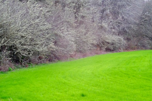 Bright green grass bordering forest of bare trees with many small branches