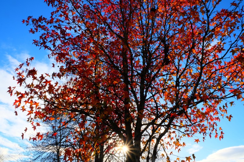 Starburst sun and blue sky behind bright orange-leaved sweetgum tree