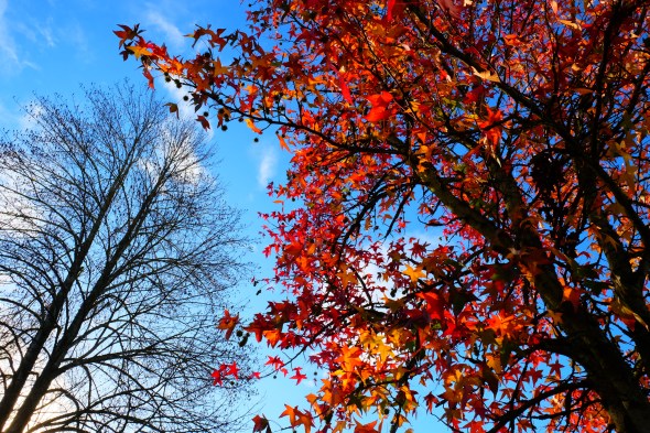Orange foliage on sweetgum tree and bare tree in background against blue sky