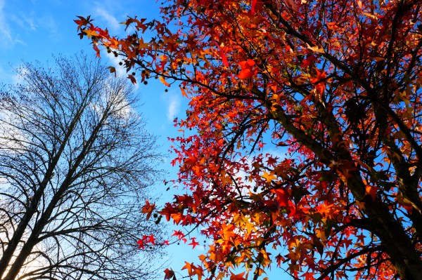 Orange foliage on sweetgum tree and bare tree in background against blue sky