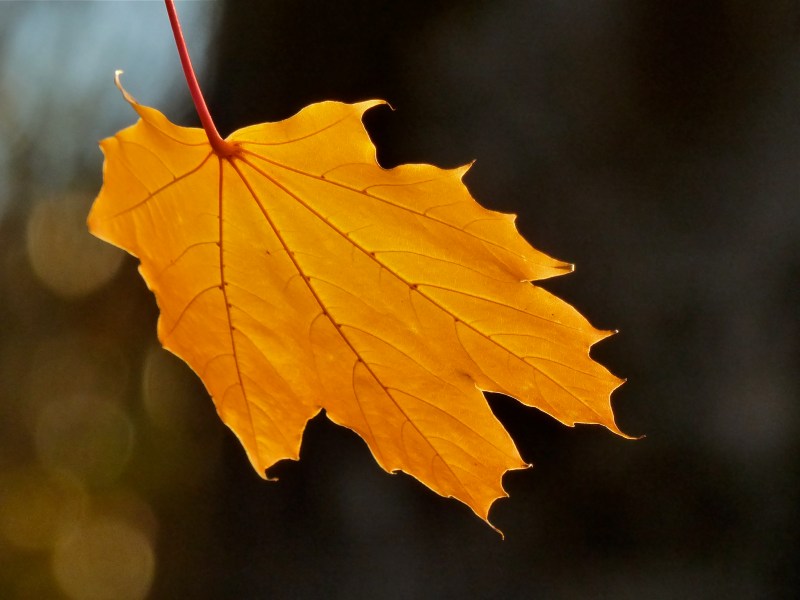 One yellow maple leaf hanging by pink stem against dark background