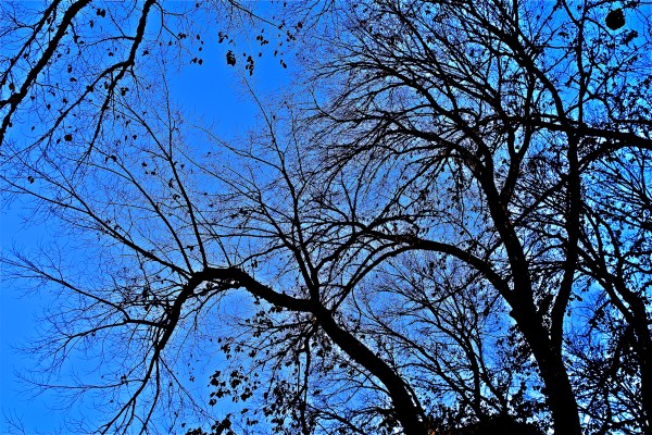 Many black, bare curved branches outlined against a very blue sky