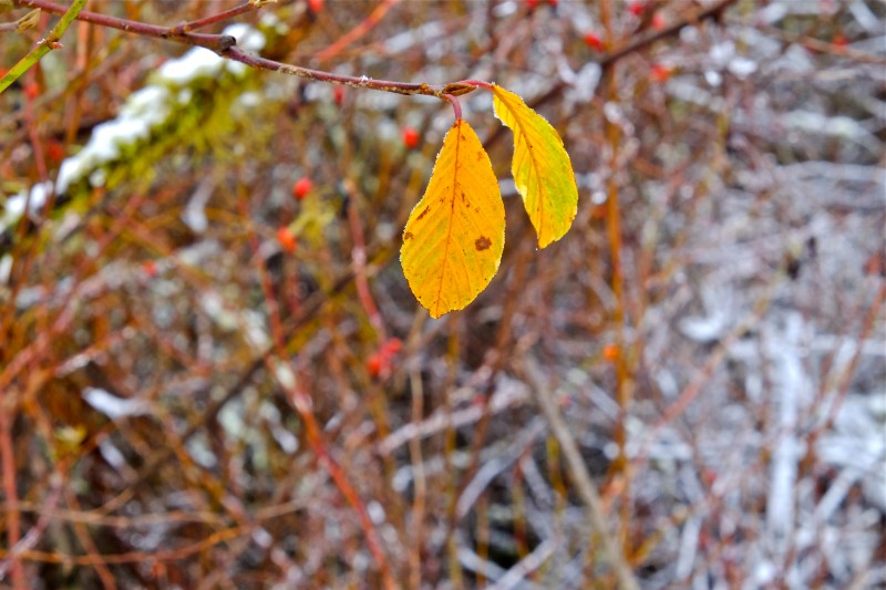 Two yellow leaves hanging on a branch in front of brambles, rosehips and snow