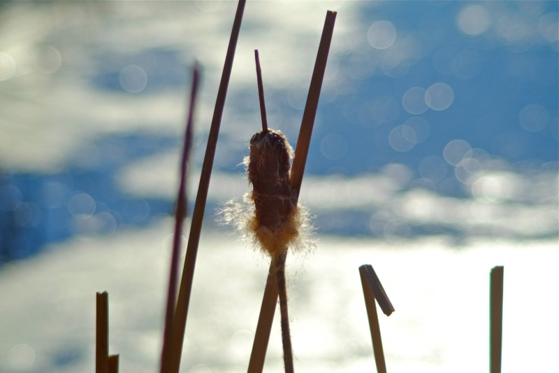 Detail of cattails in marsh with blue water and white clouds reflected in background