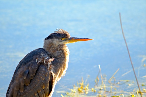 Great blue heron in sunny marsh
