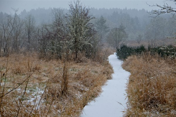 Snow falling and snowy, white trail leading away through meadow toward forest in background