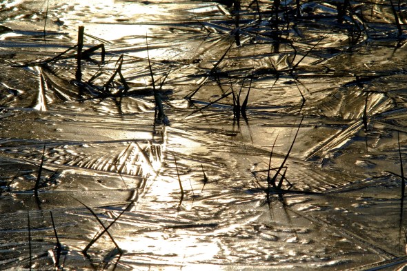 Golden, ice-covered marsh backlit by sun, with grasses poking up through ice