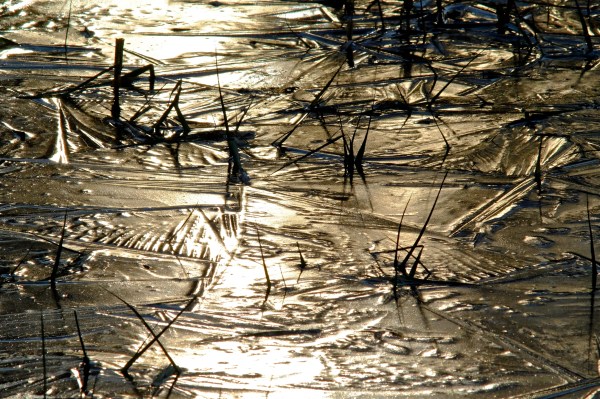 Golden, ice-covered marsh backlit by sun, with grasses poking up through ice