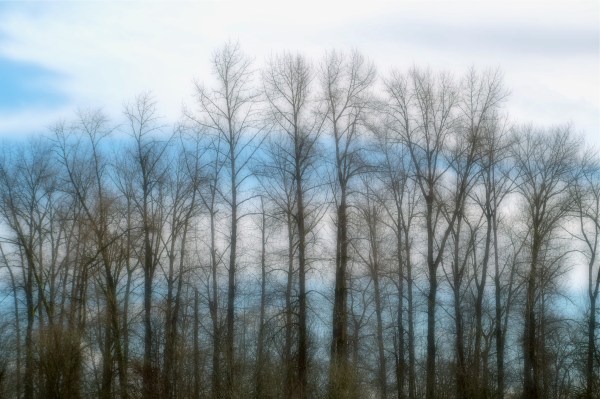 Row of tall, thin, bare trees backed up by bands of blue sky and white clouds