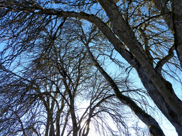 Many bare branches against blue sky with sun shining through at bottom center