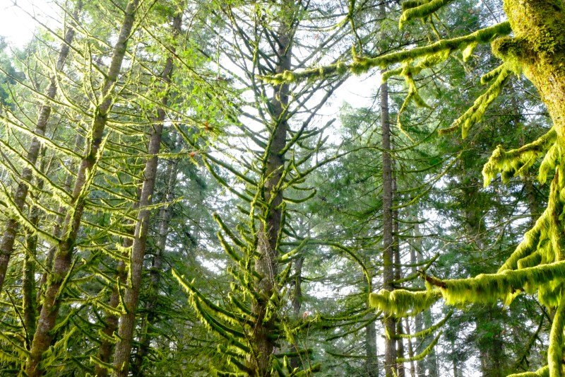 Rim lighting on green moss covered branches of Douglas-fir trees
