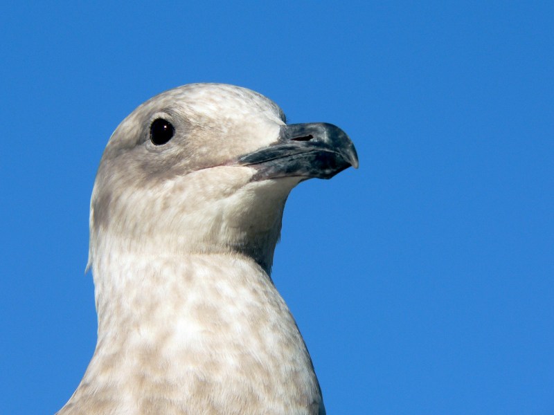 Seagull's head and neck with blue sky in background