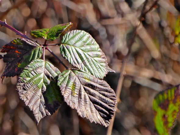 Five blackberry leaves in afternoon sunlight